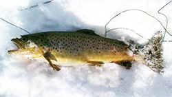 ashland reservoir ice fishing brown trout