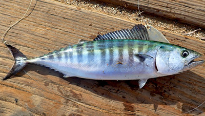 Bonito from provincetown