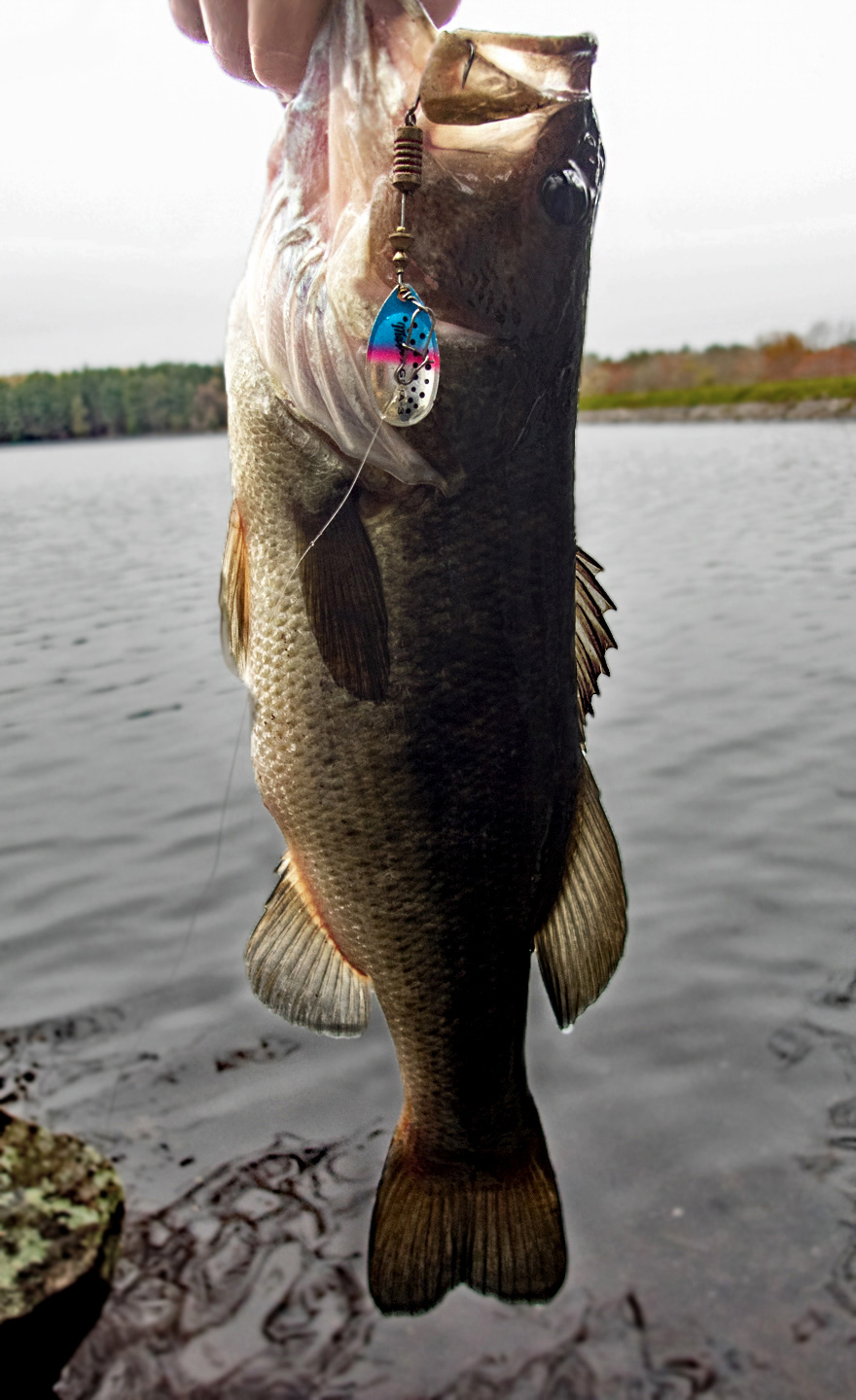 Bass at the Ashland Reservoir