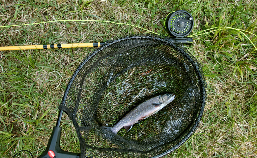 Brook trout from the Southborough Rod and Gun Club trout pond