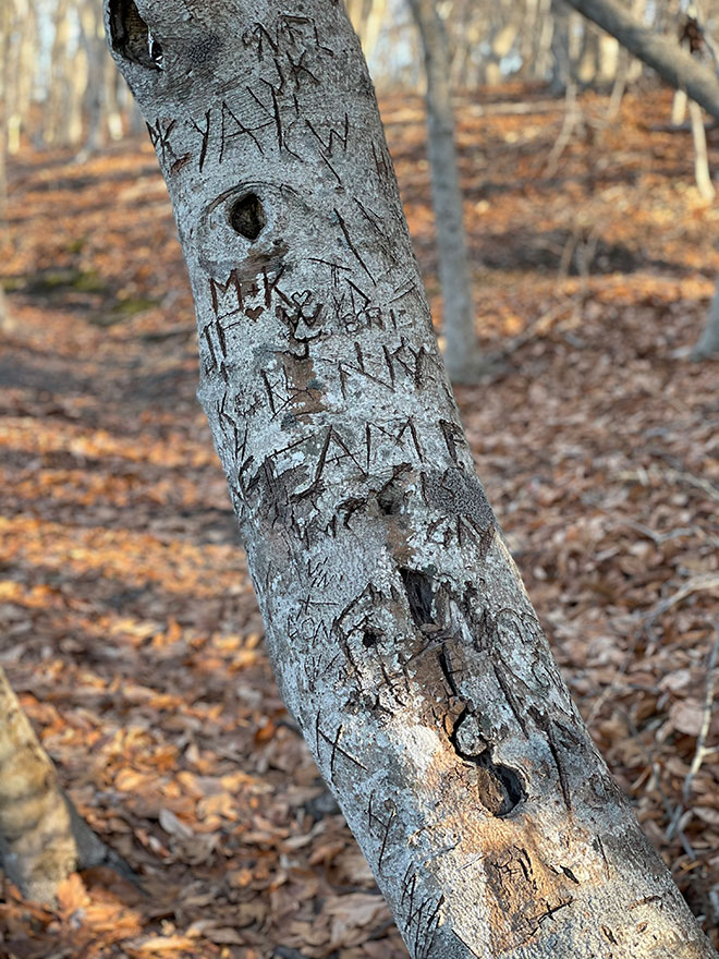Initials carved into the tree