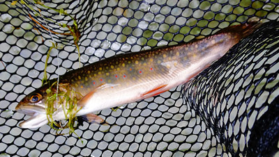swift river brook trout