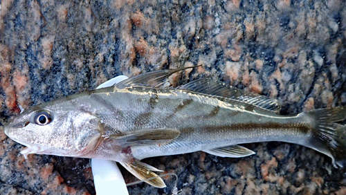 Northern kingfish