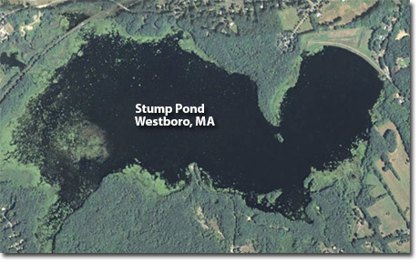 stump pond